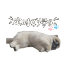 ポメラニアンのぽぽたん②（個別スタンプ：7）