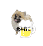 ポメラニアンのぽぽたん②（個別スタンプ：12）