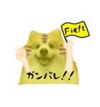 ポメラニアンの虎党応援スタンプ（個別スタンプ：1）
