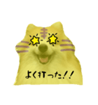 ポメラニアンの虎党応援スタンプ（個別スタンプ：4）
