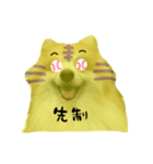 ポメラニアンの虎党応援スタンプ（個別スタンプ：13）