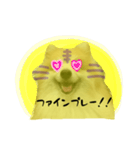 ポメラニアンの虎党応援スタンプ（個別スタンプ：14）