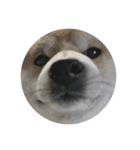 普段使いできる犬字幕（個別スタンプ：1）