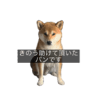 普段使いできる犬字幕（個別スタンプ：2）
