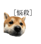 普段使いできる犬字幕（個別スタンプ：3）