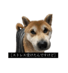 普段使いできる犬字幕（個別スタンプ：4）
