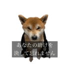 普段使いできる犬字幕（個別スタンプ：5）