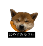 普段使いできる犬字幕（個別スタンプ：7）