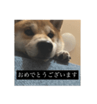 普段使いできる犬字幕（個別スタンプ：8）