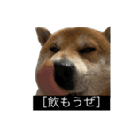 普段使いできる犬字幕（個別スタンプ：9）