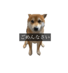 普段使いできる犬字幕（個別スタンプ：10）