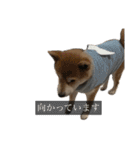 普段使いできる犬字幕（個別スタンプ：11）