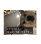 普段使いできる犬字幕（個別スタンプ：12）