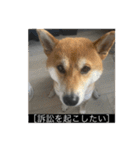 普段使いできる犬字幕（個別スタンプ：13）
