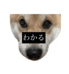 普段使いできる犬字幕（個別スタンプ：14）