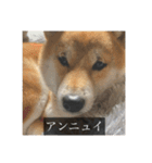 普段使いできる犬字幕（個別スタンプ：16）