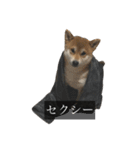 普段使いできる犬字幕（個別スタンプ：17）