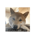 普段使いできる犬字幕（個別スタンプ：18）