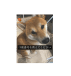 普段使いできる犬字幕（個別スタンプ：19）