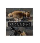 普段使いできる犬字幕（個別スタンプ：20）