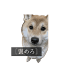 普段使いできる犬字幕（個別スタンプ：21）
