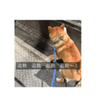 普段使いできる犬字幕（個別スタンプ：22）