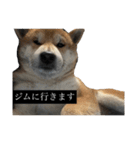 普段使いできる犬字幕（個別スタンプ：23）