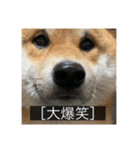 普段使いできる犬字幕（個別スタンプ：24）
