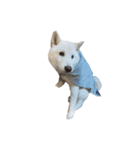 犬  実写（個別スタンプ：3）
