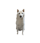 犬  実写（個別スタンプ：6）
