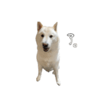 犬  実写（個別スタンプ：8）