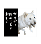 犬  実写（個別スタンプ：12）