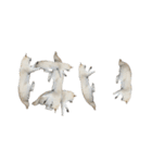 犬  実写（個別スタンプ：13）