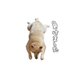 犬  実写（個別スタンプ：20）