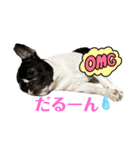 フレンチブルドッグ てっちゃん2（個別スタンプ：4）