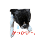 フレンチブルドッグ てっちゃん2（個別スタンプ：5）