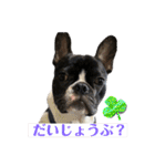 フレンチブルドッグ てっちゃん2（個別スタンプ：10）