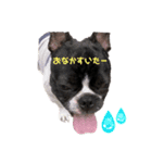 フレンチブルドッグ てっちゃん 1（個別スタンプ：5）