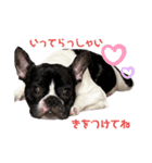 フレンチブルドッグ てっちゃん 1（個別スタンプ：10）