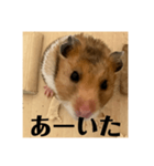 ハムスターあ行（個別スタンプ：1）