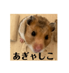 ハムスターあ行（個別スタンプ：2）