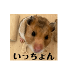 ハムスターあ行（個別スタンプ：5）