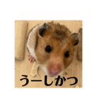 ハムスターあ行（個別スタンプ：6）