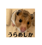 ハムスターあ行（個別スタンプ：8）