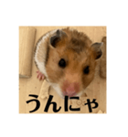 ハムスターあ行（個別スタンプ：9）