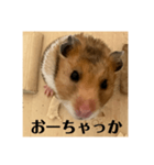ハムスターあ行（個別スタンプ：11）