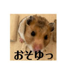 ハムスターあ行（個別スタンプ：12）