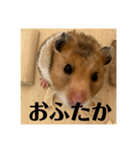 ハムスターあ行（個別スタンプ：14）