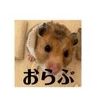 ハムスターあ行（個別スタンプ：15）