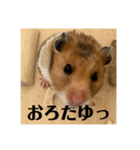 ハムスターあ行（個別スタンプ：16）
